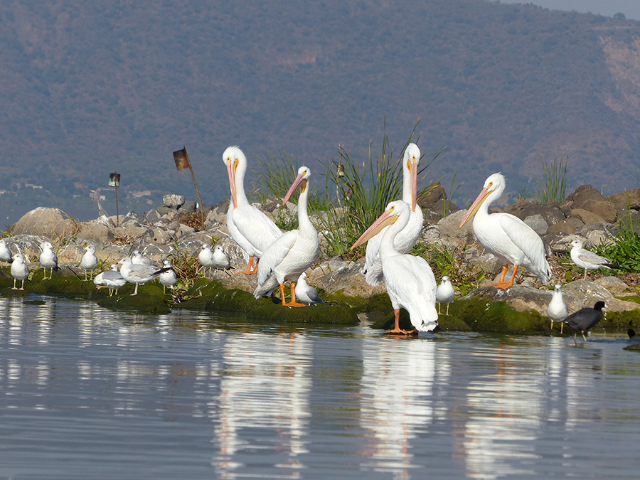 Biodiversity Lake Chapala