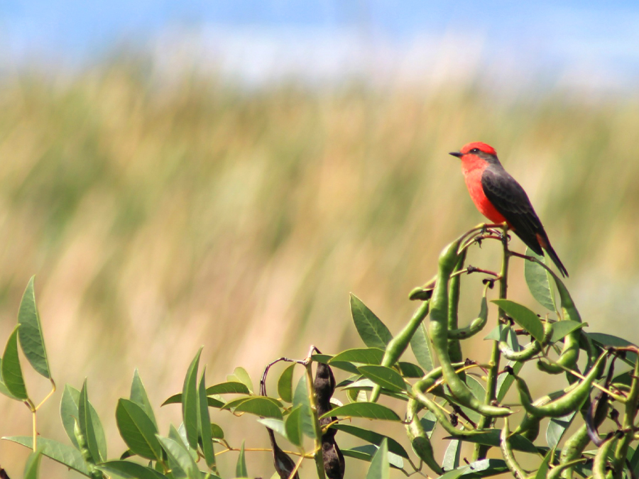 Biodiversity Lake Chapala