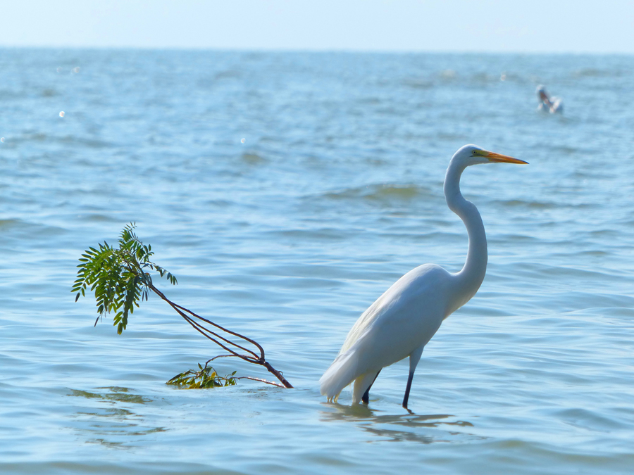 Biodiversity Lake Chapala