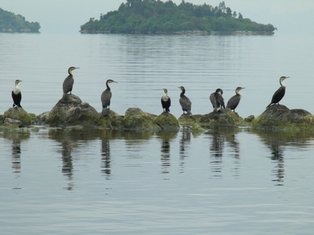 Biodiversity Lake Kivu