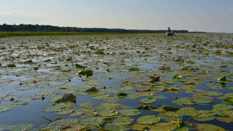 Living Lakes will join the 11th International Shallow Lakes Conference