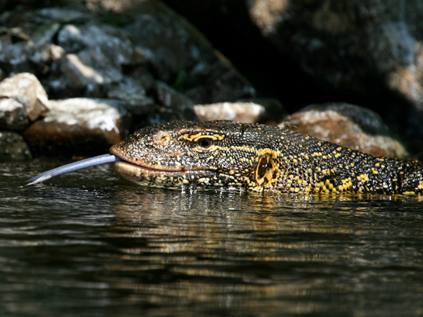 Lake Victoria Living Lakes Network