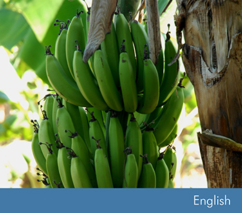 Baseline Report: Biodiversity in Standards of the Banana and Pineapple Sector