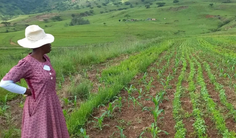 Women and Youth-Led Climate Resilience Project Drives Regenerative Agriculture and Wetland Restoration in South Africa