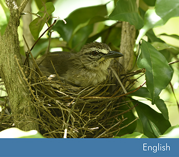 Avifauna of Madampa Lake Sanctuary