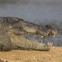 Mugger Crocodile