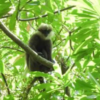 Purple faced Langur