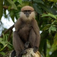 Sri Lanka Purple Face Leaf Monkey