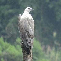 White bellied sea eagle