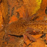 Chapala Salamander